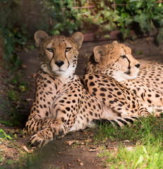 Two Leopards Lounging in afternoon sun