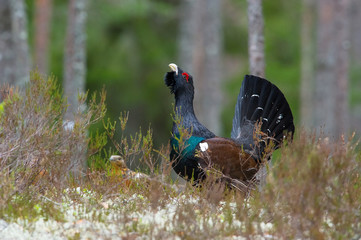 The Western Capercaillie, Tetrao urogallus, also known as the Wood Grouse, Heather Cock, or just Capercaillie in the forest, is showing off during their lekking season. They are in the typical habitat