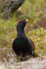 The Western Capercaillie, Tetrao urogallus, also known as the Wood Grouse, Heather Cock, or just Capercaillie in the forest, is showing off during their lekking season. They are in the typical habitat