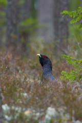 The Western Capercaillie, Tetrao urogallus, also known as the Wood Grouse, Heather Cock, or just Capercaillie in the forest, is showing off during their lekking season. They are in the typical habitat