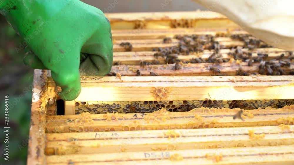 Poster beekeeper is working with bees and beehives on the apiary. beekeeper on apiary.