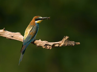 The European bee-eaters, merops apiaster is sitting and showing off on nice branch, aqmazing red eyes, during their mating season, nice colorful background and soft golden light, Czechia