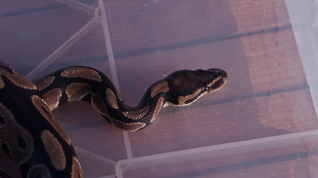 Feeding the snakes