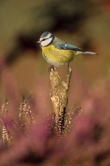 The Eurasian Blue Tit, Cyanistes caeruleus is sitting in color environment of wildlife