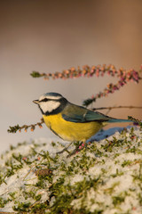 The Eurasian Blue Tit, Cyanistes caeruleus is sitting in color environment of wildlife