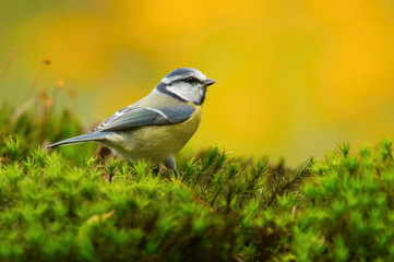 The Eurasian Blue Tit, Cyanistes caeruleus is sitting in color environment of wildlife
