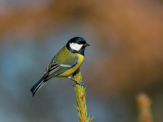 The Great Tit, Parus major, is sitting in color environment of wildlife