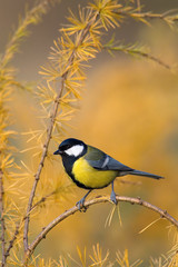 The Great Tit, Parus major, is sitting in color environment of wildlife