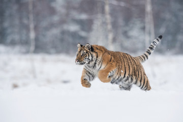 Fototapeta premium Tygrys syberyjski Panthera tigris tigris biegnie po śniegu, w tle zaśnieżone drzewa