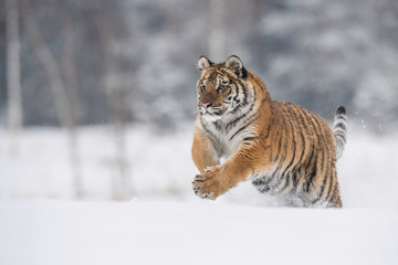 Fototapeta na wymiar The Siberian Tiger, Panthera tigris tigris is running in the snow, in the background with snowy trees