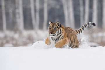 The Siberian Tiger, Panthera tigris tigris is running in the snow, in the background with snowy trees