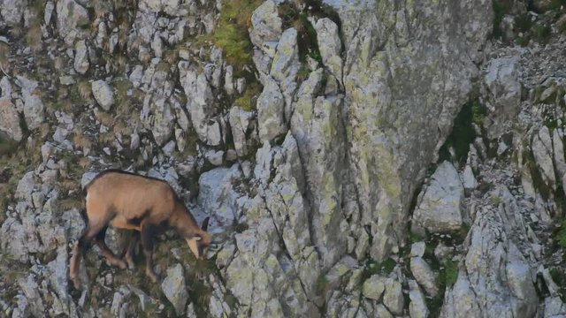 A chamois grazing on a steep rock wall, standing on narrow ground.
