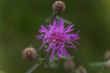 Centaurea scabiosa, a big knapweed purple flower, looks like a thistle.