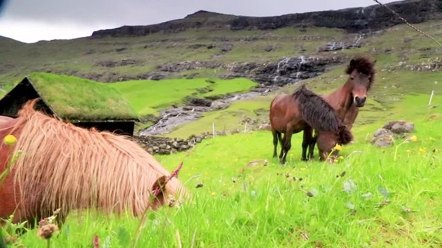 Horse in Saksun village in Faroe Islands, Denmark.