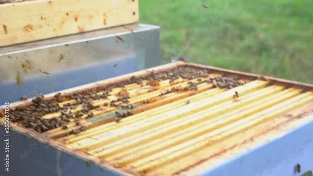 Poster beekeeper is working with bees and beehives on the apiary. beekeeper on apiary.