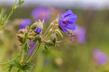 Geranium pratense, Meadow Cranesbill, meadow crane's bill, meadow geranium blue flower close-up against the background of the field.