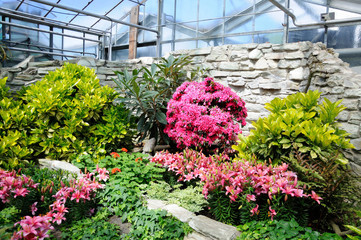 Pink flowers in orangery, Frankfurt am Main, Hessen, Germany