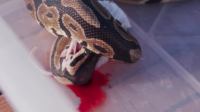 Feeding the snakes