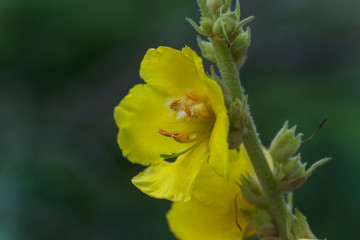 Dark mullein, V. nigrum, mullein, velvet plant tall plants with yellow flowers . medicinal and honey plants of Europe