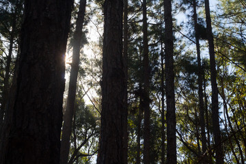 trees in forest