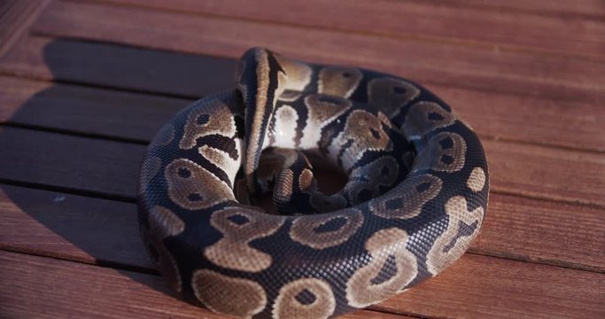 Feeding the snakes