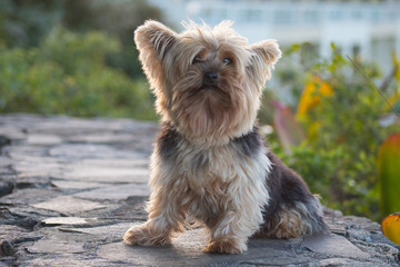 yorkshire terrier in front of white background