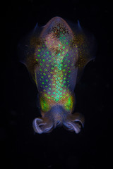 Colorful Bigfin Reef Squid in Dark