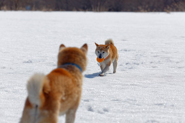 Fototapeta na wymiar 雪遊びの柴犬
