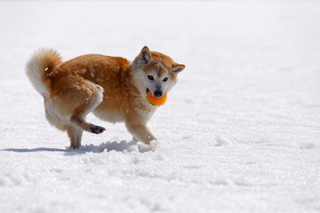 雪遊びの柴犬