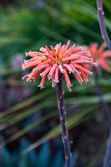 Aloe Vera Flower