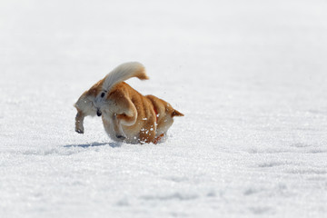 雪遊びの柴犬