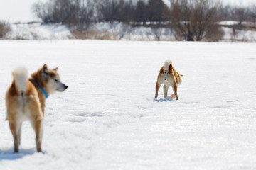 Plakat 雪遊びの柴犬