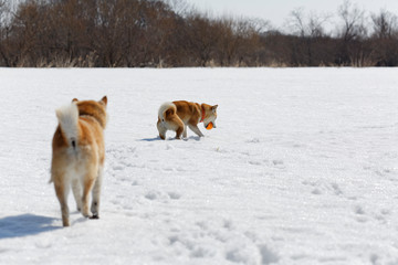 雪遊びの柴犬