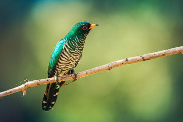 Male of Asian emerald cuckoo (Chrysococcyx maculatus) beautiful velvet green birds perching on branch in the nature of Wat Phai Lom Pathum Thani, Thailand