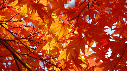 モミジ・秋の霞ヶ城公園（福島県・二本松市）
