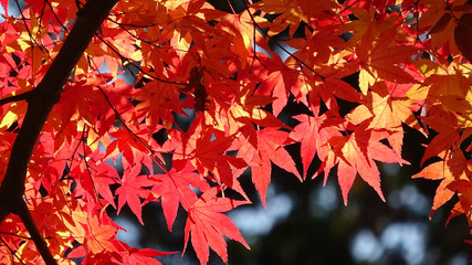 モミジ・秋の霞ヶ城公園（福島県・二本松市）