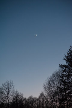 Trees silhouetted against a dark blue evening sky with crescent moon.