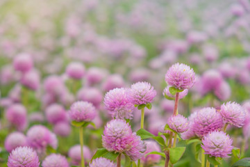 Close up.Globe amaranth Flower in the garden.