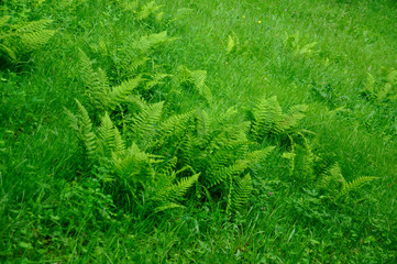 Fototapeta premium Green fern in a summer park of Schloss Fasanarie in Fulda, Hessen, Germany