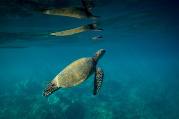 Hawaiian Green Sea Turtle Surfacing to Breathe