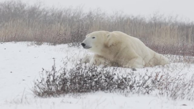 Polar bear lying in the storm Beautiful shot of Polar bear lying in the storm