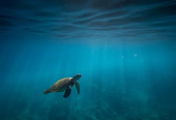 Foto op Plexiglas anti-reflex Hawaiian Green Sea Turtle Surfacing to Breathe © Drew