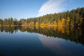 reflection of trees in water