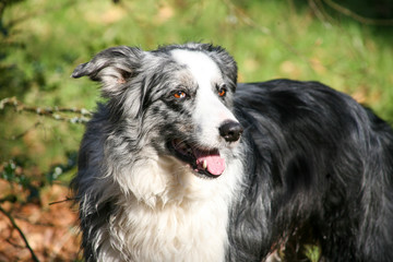 happy collie 