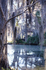 Dangling spanish moss from a tree over a swamp