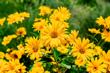 Yellow Rudbeckia Coneflower and Black-Eyed-Susan Sunflowers in Bloom during the warm summer sun.