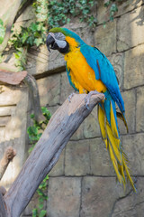 parrot in the zoo