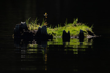 pond life