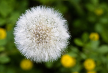 gone to seed