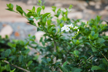 Fototapeta na wymiar Blossom white flowers of Duranta erecta or Golden dewdrop or Skyflower tree on blurred background of green leaves.